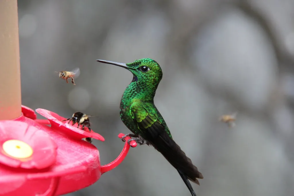 A hummingbird with bees flying nearby